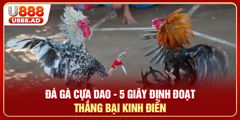 Đá Gà Cựa Dao - 5 Giây Định Đoạt Thắng Bại Kinh Điển