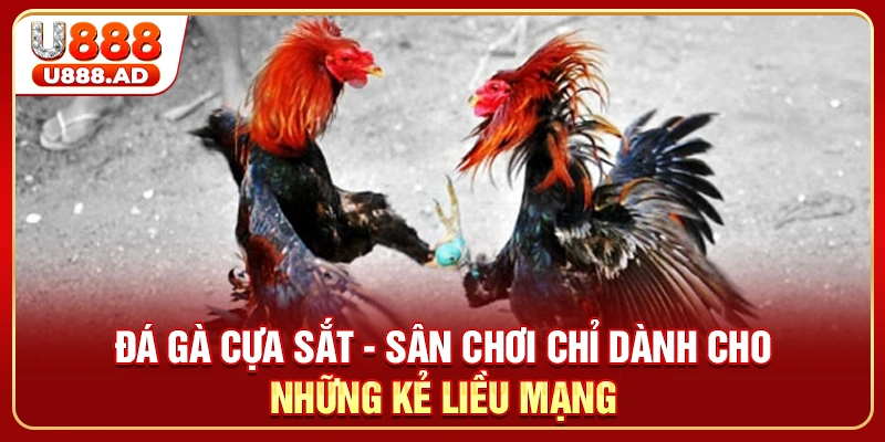 Đá Gà Cựa Sắt - Sân Chơi Chỉ Dành Cho Những Kẻ Liều Mạng