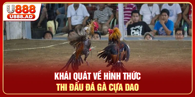 Khái quát về hình thức thi đấu đá gà cựa dao