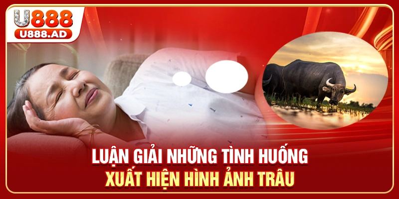 Luận giải những tình huống xuất hiện hình ảnh trâu