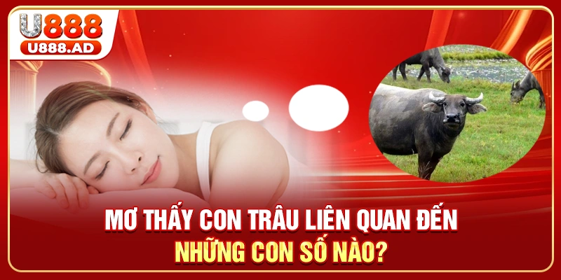Mơ thấy con trâu liên quan đến những con số nào?
