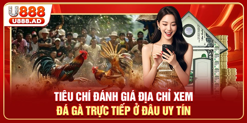 Tiêu chí đánh giá địa chỉ xem đá gà trực tiếp ở đâu uy tín