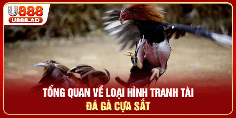 Tổng quan về loại hình tranh tài đá gà cựa sắt