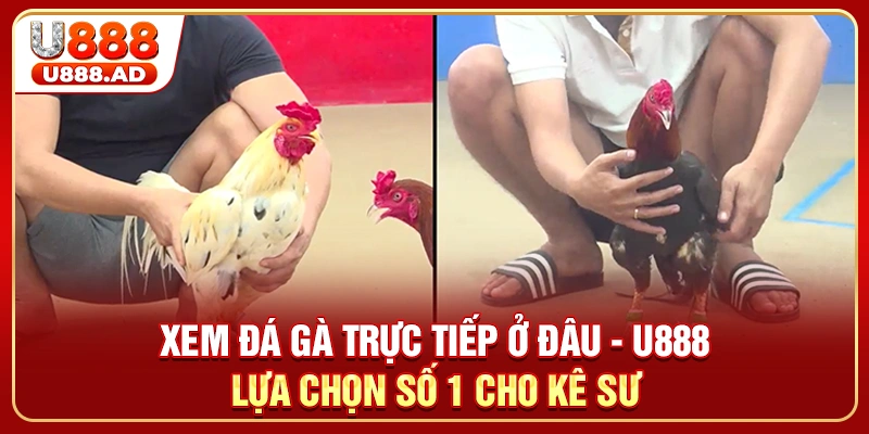 Xem Đá Gà Trực Tiếp Ở Đâu - U888 Lựa Chọn Số 1 Cho Kê Sư